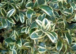Buxus sempervirens Variegata / Tarka levelű puszpáng